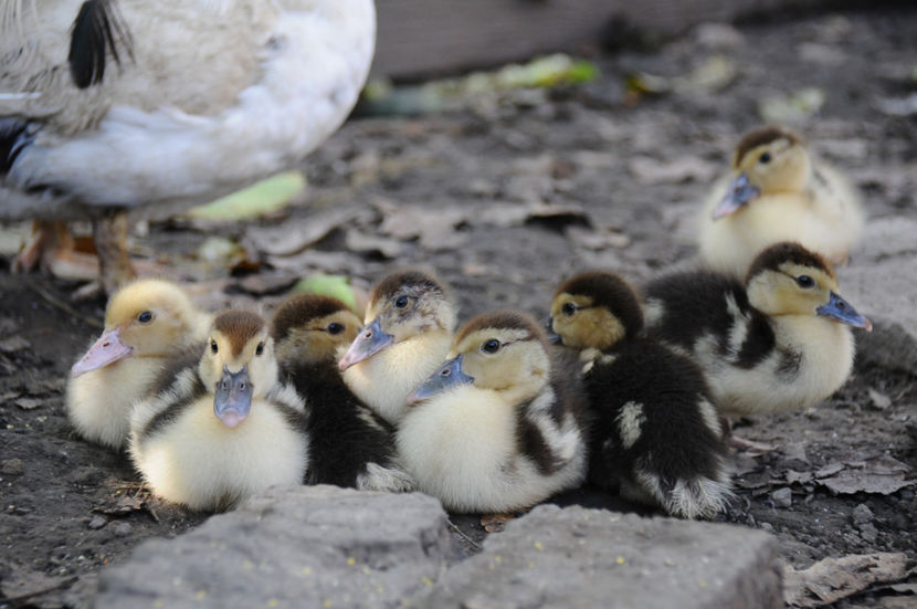  - 03 Rate lesesti 2019