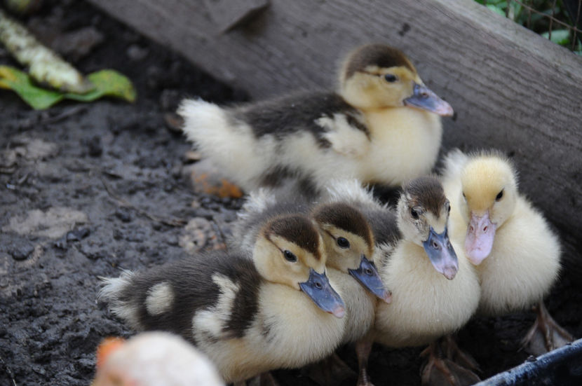  - 03 Rate lesesti 2019