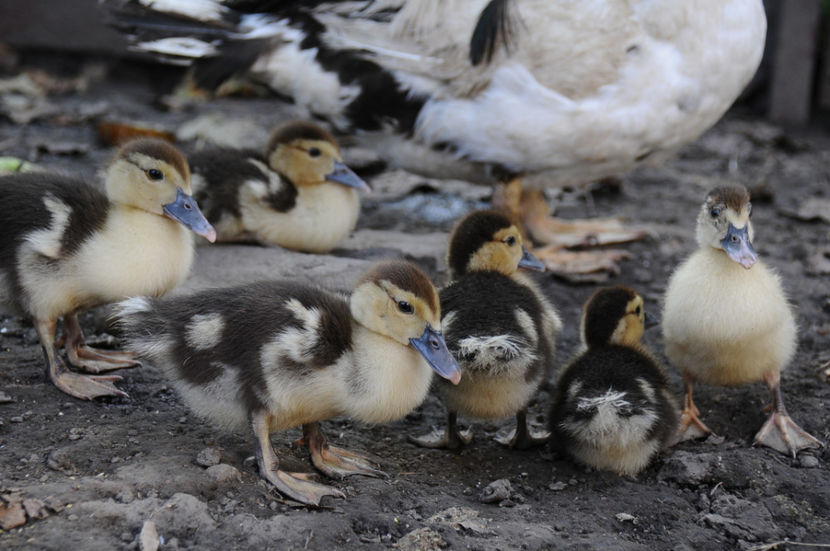  - 03 Rate lesesti 2019