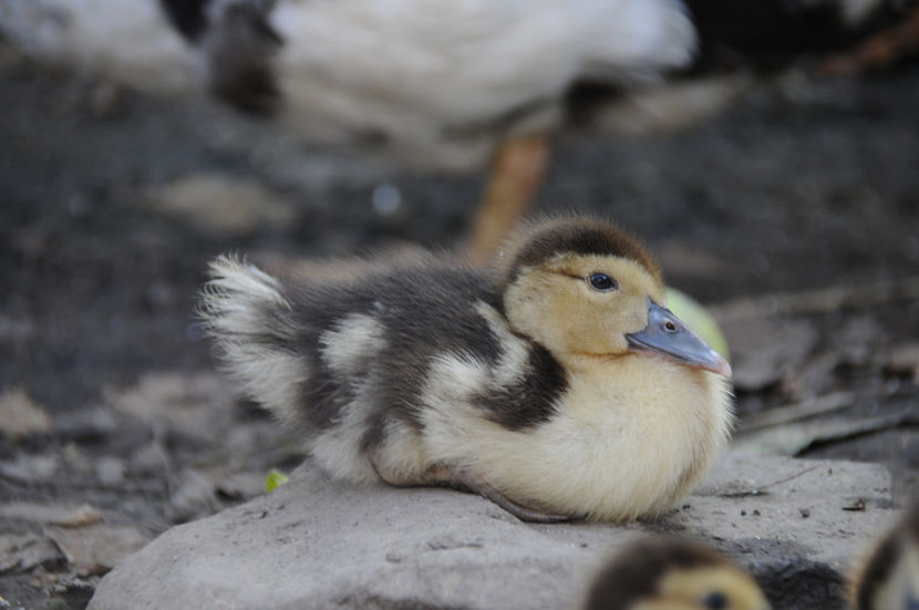  - 03 Rate lesesti 2019