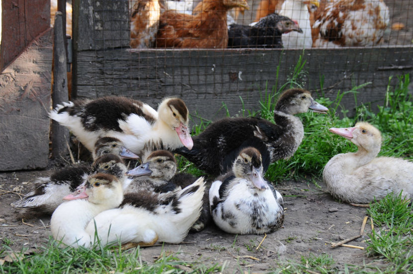  - 03 Rate lesesti 2019