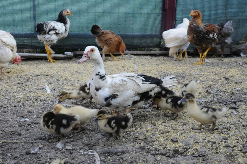  - 03 Rate lesesti 2019