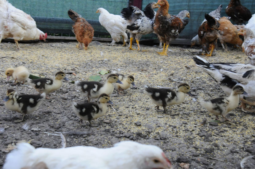  - 03 Rate lesesti 2019