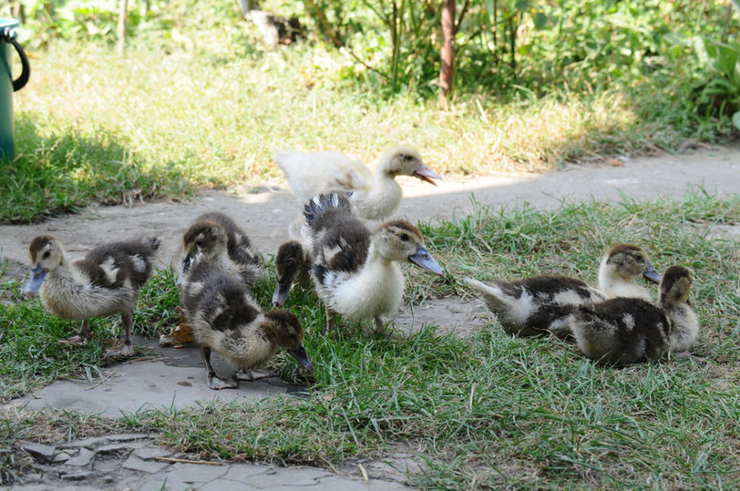 ratuste din tura 2 - 03 Rate lesesti 2019