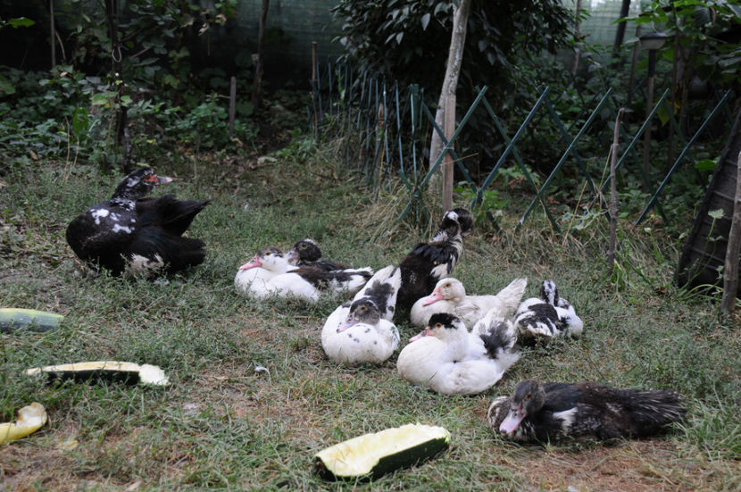 ratuste din tura 1 - 03 Rate lesesti 2019