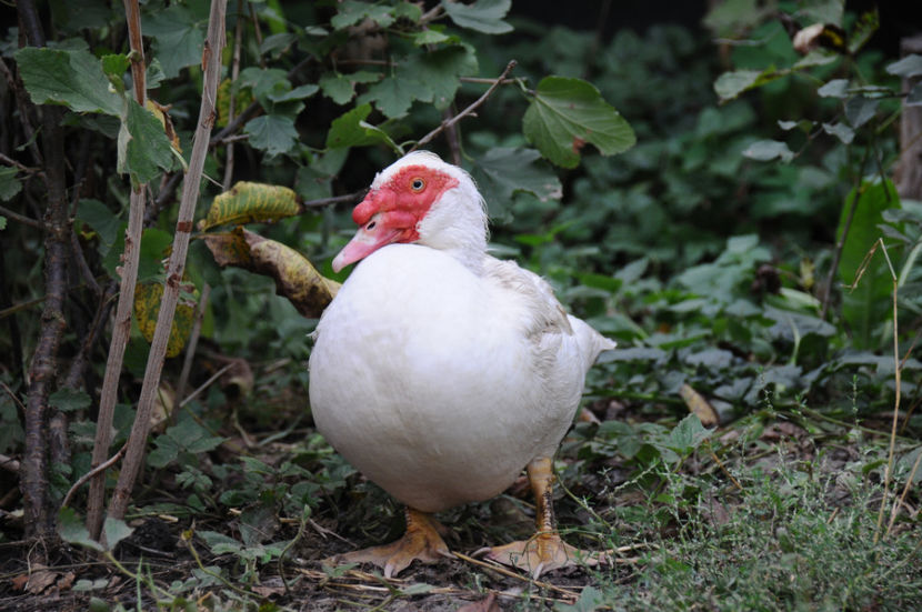  - 03 Rate lesesti 2019