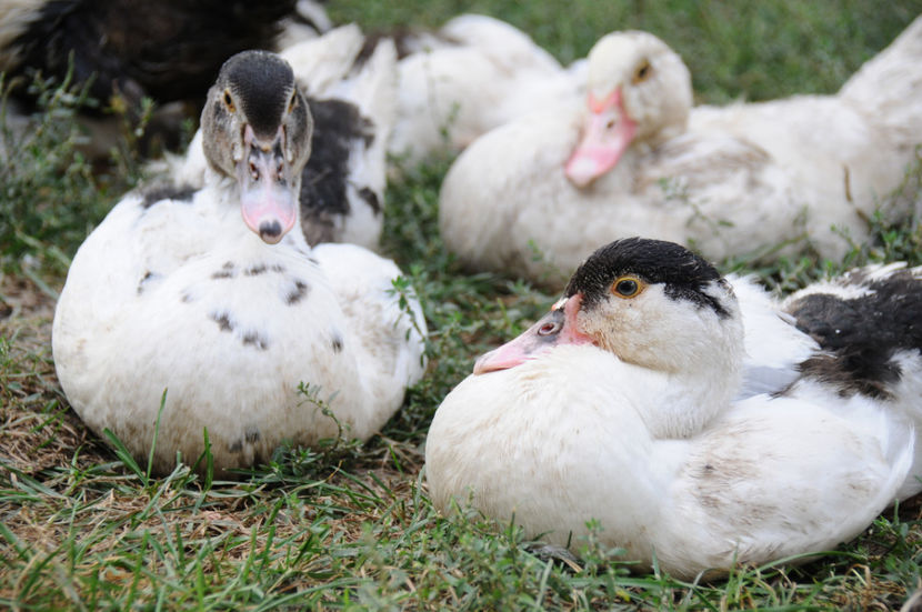 ratuste din tura 1 - 03 Rate lesesti 2019