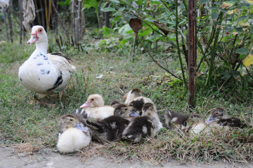 ratuste din tura 2 - 03 Rate lesesti 2019