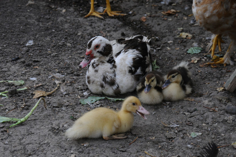 ratuste din tura 3 - 03 Rate lesesti 2019