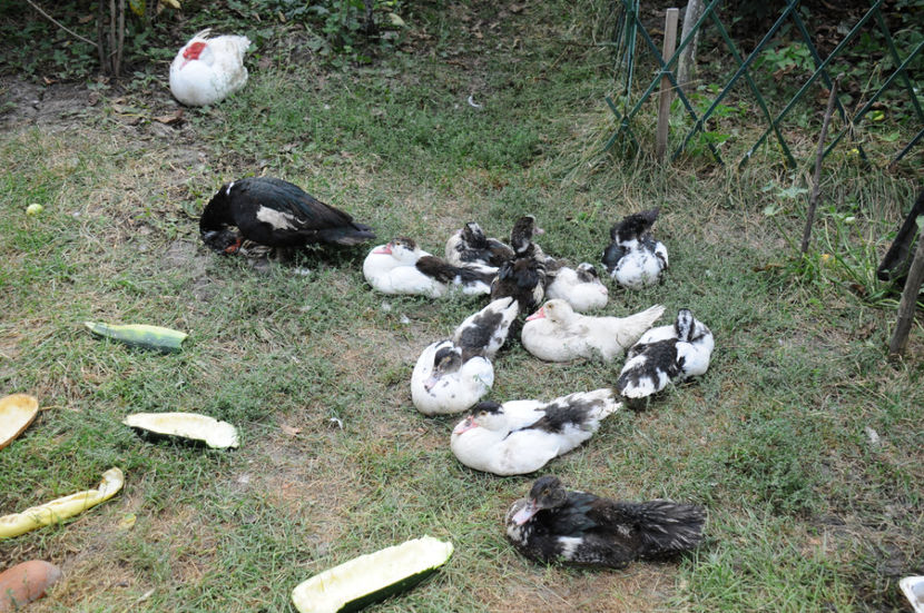 ratuste din tura 1 - 03 Rate lesesti 2019