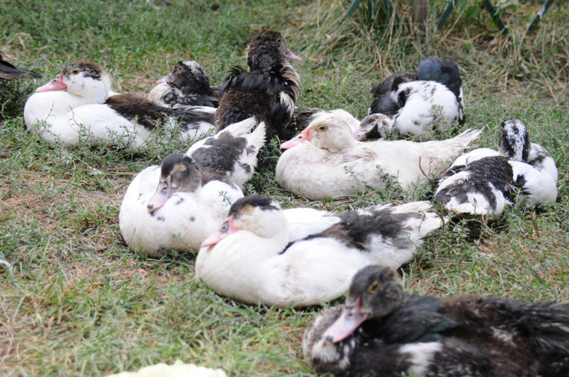 ratuste din tura 1 - 03 Rate lesesti 2019