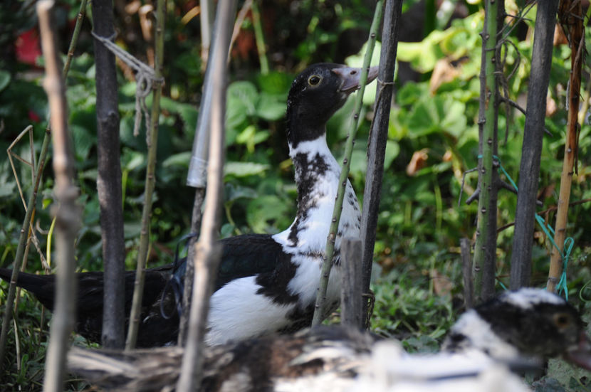  - 03 Rate lesesti 2019