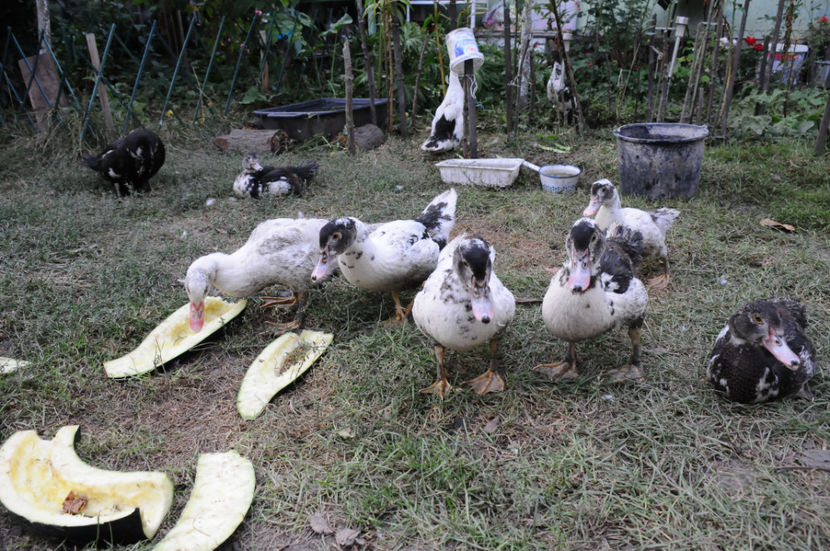  - 03 Rate lesesti 2019