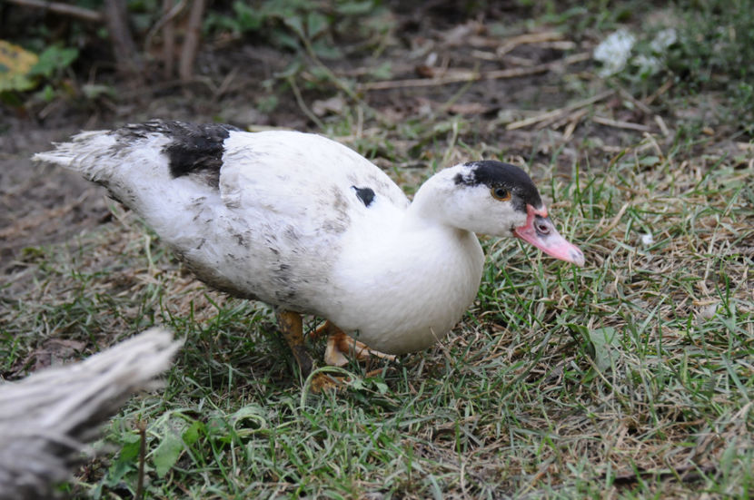  - 03 Rate lesesti 2019