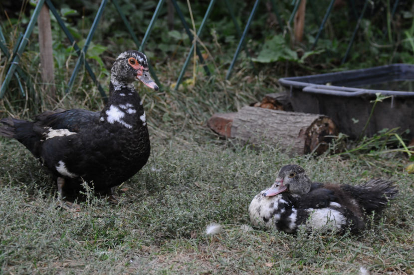  - 03 Rate lesesti 2019