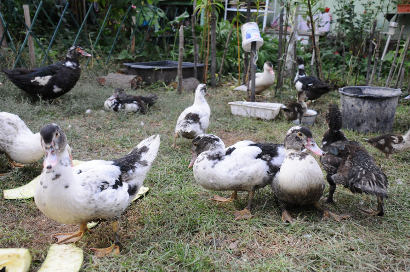  - 03 Rate lesesti 2019