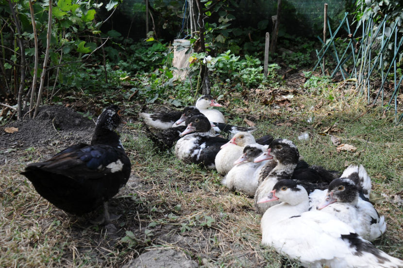 ratuste din tura 1 - 03 Rate lesesti 2019