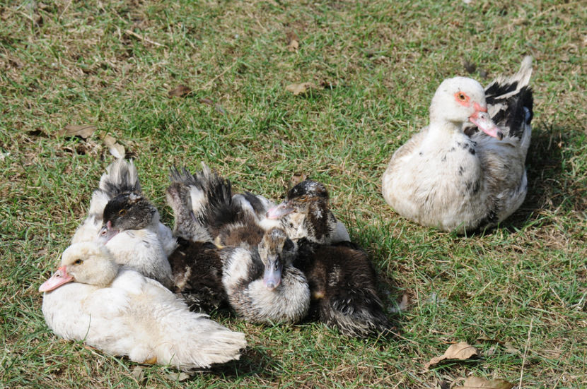 ratuste din tura 2 - 03 Rate lesesti 2019