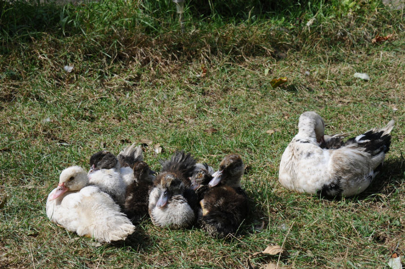 ratuste din tura 2 - 03 Rate lesesti 2019