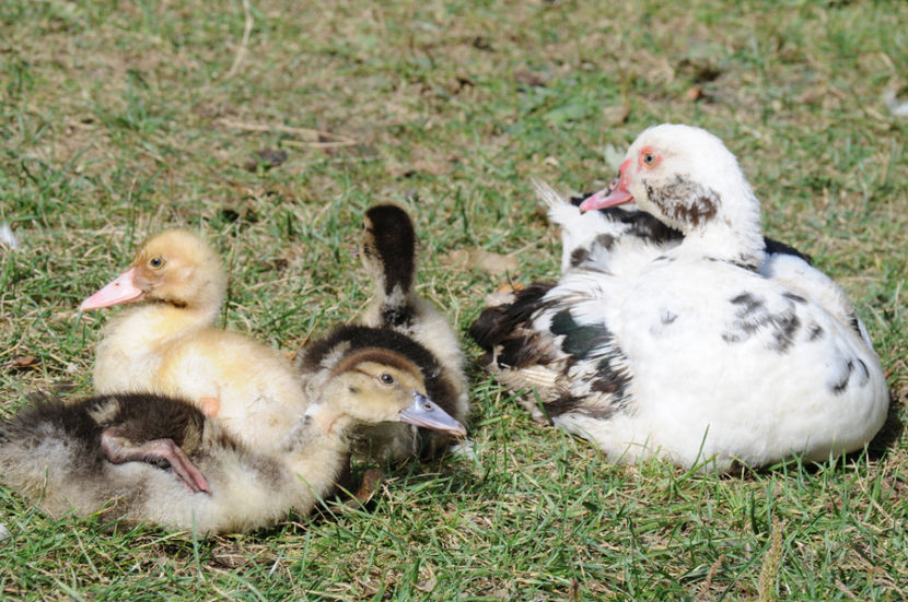 ratuste din tura 3 - 03 Rate lesesti 2019