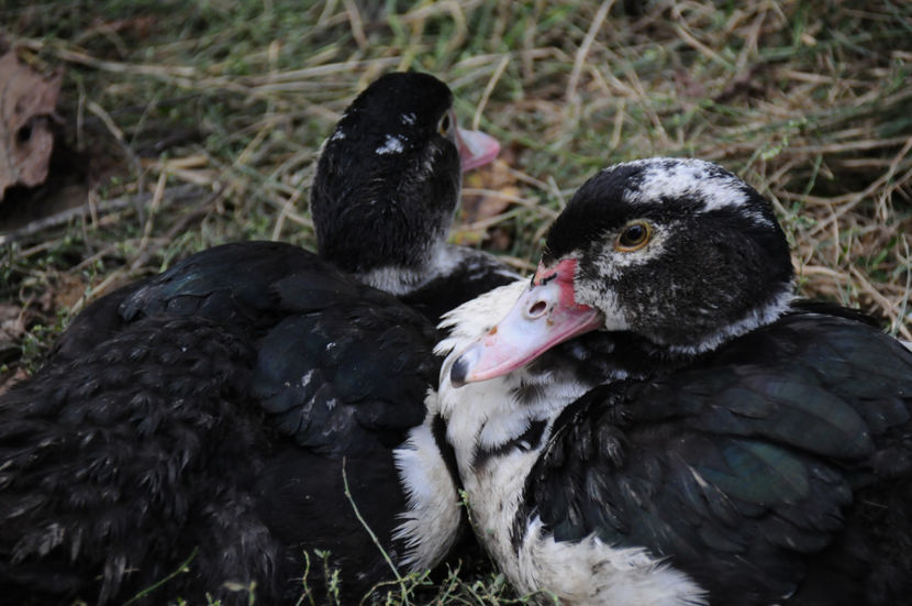  - 03 Rate lesesti 2019