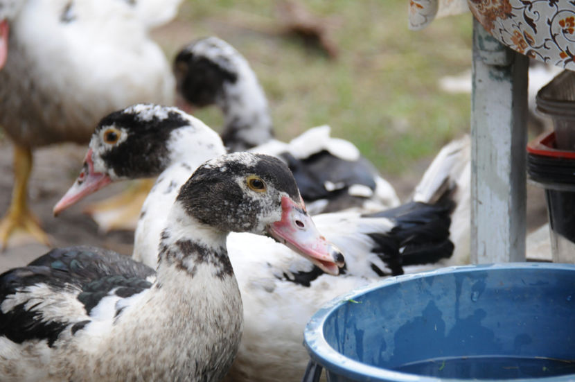  - 03 Rate lesesti 2019