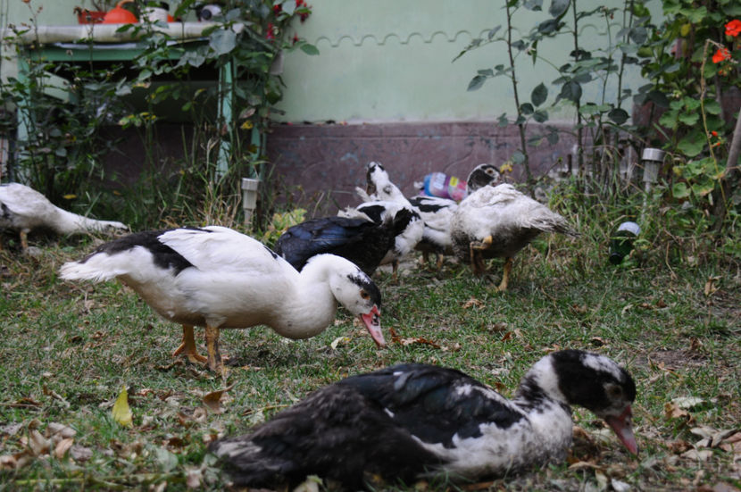  - 03 Rate lesesti 2019