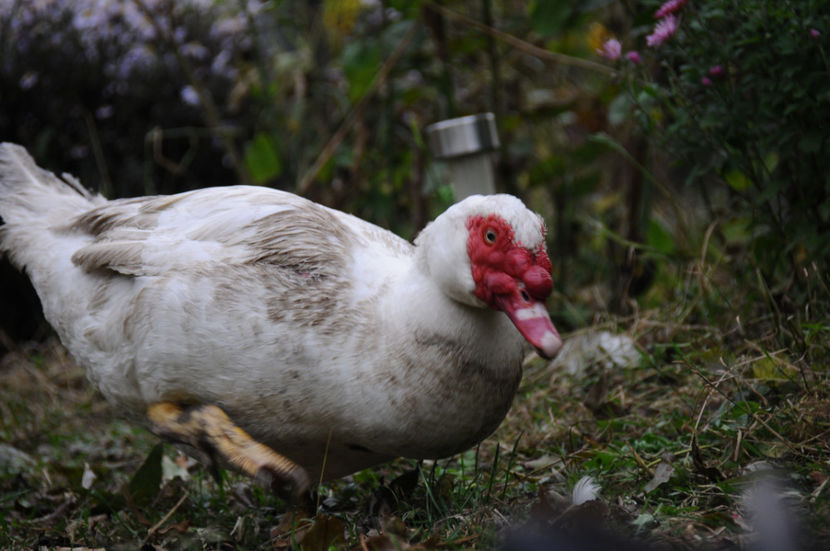  - 03 Rate lesesti 2019