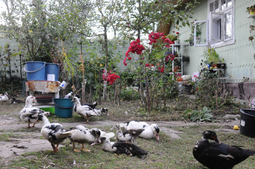  - 03 Rate lesesti 2019