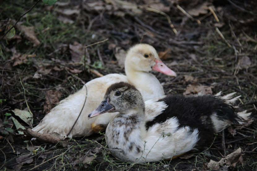  - 03 Rate lesesti 2019