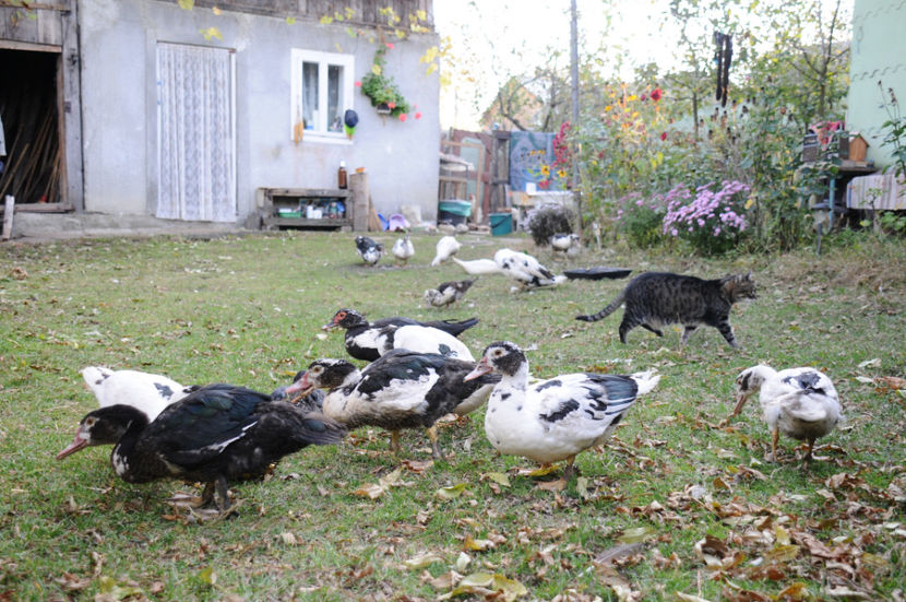  - 03 Rate lesesti 2019