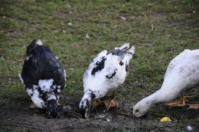  - 03 Rate lesesti 2019