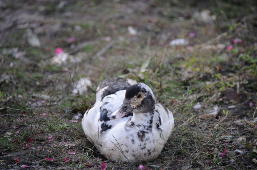  - 03 Rate lesesti 2019