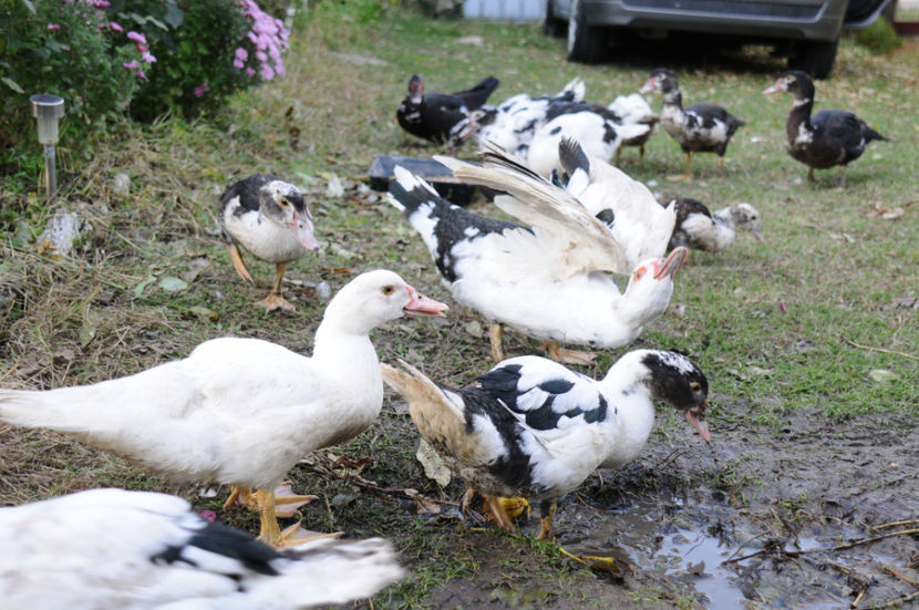  - 03 Rate lesesti 2019