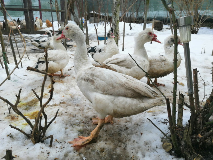  - 03 Rate lesesti 2019