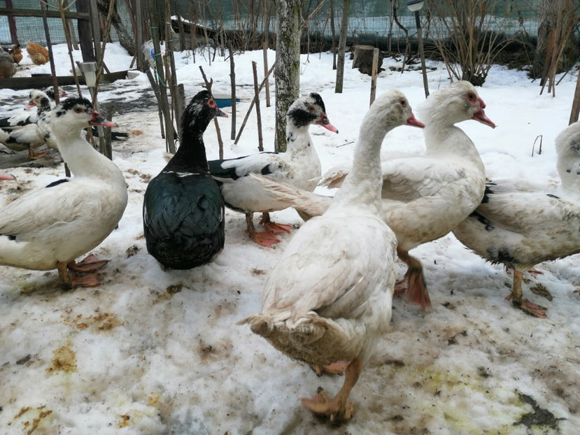  - 03 Rate lesesti 2019