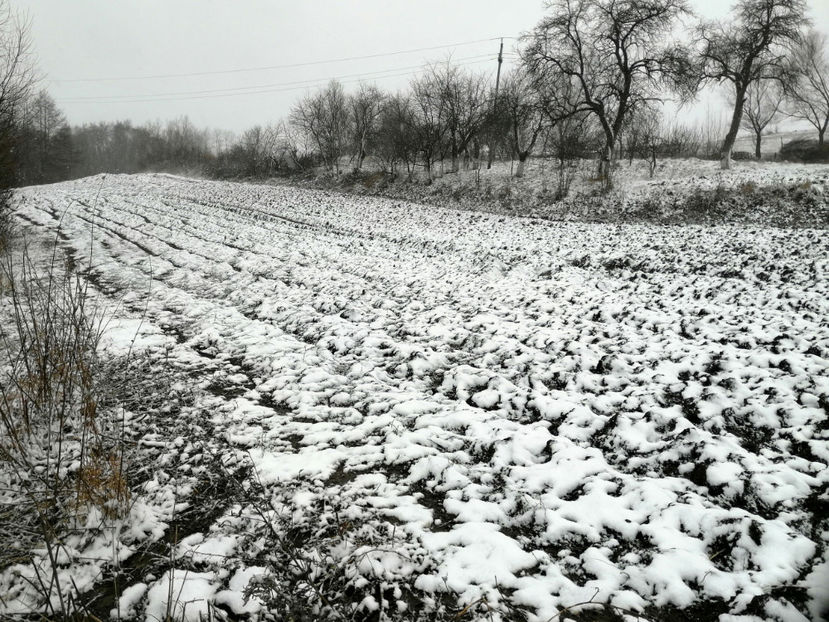  - 03 Gradina de legume 2019