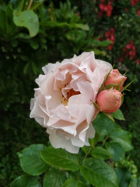  - Jardin des Tuileries