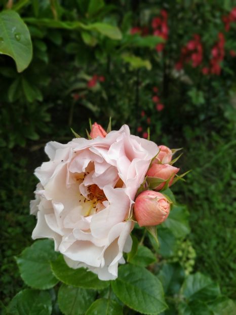  - Jardin des Tuileries