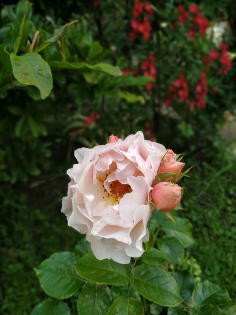  - Jardin des Tuileries