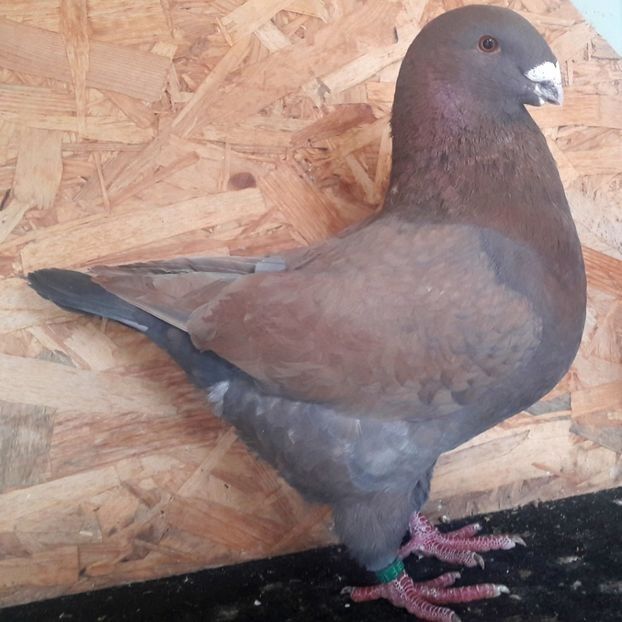  - 3---AGH DAȚI 2019 - 2025