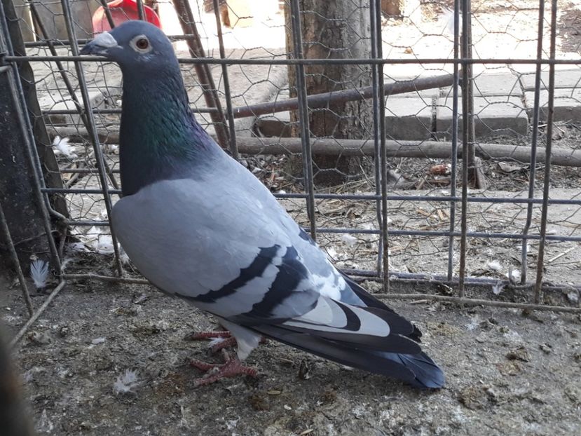  - PORUMBEI DUMITRACHE MARIAN