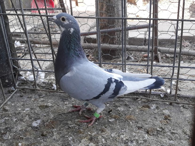  - PORUMBEI DUMITRACHE MARIAN