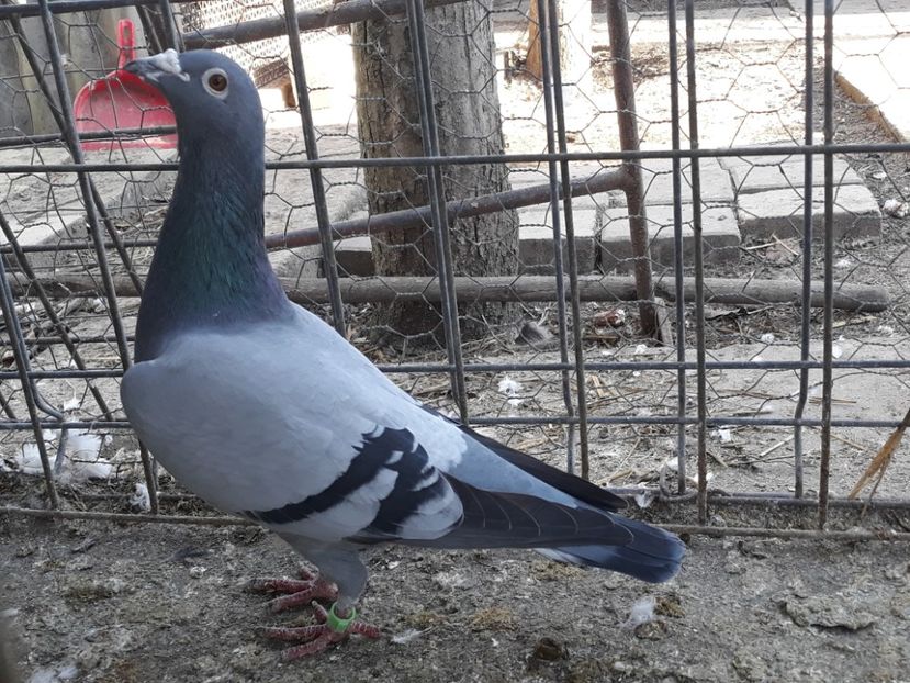  - PORUMBEI DUMITRACHE MARIAN
