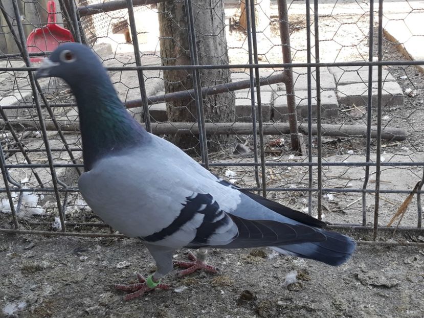  - PORUMBEI DUMITRACHE MARIAN
