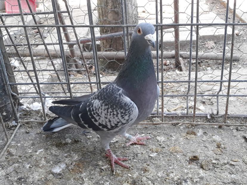  - PORUMBEI DUMITRACHE MARIAN