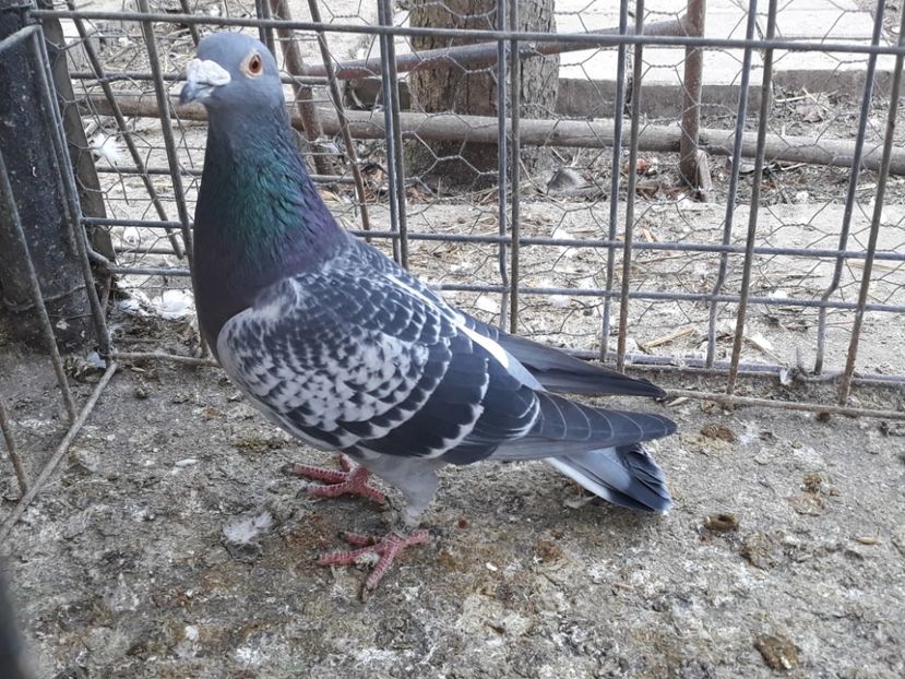  - PORUMBEI DUMITRACHE MARIAN