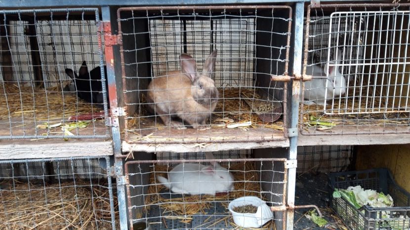  - Animalele din curtea mea 2019