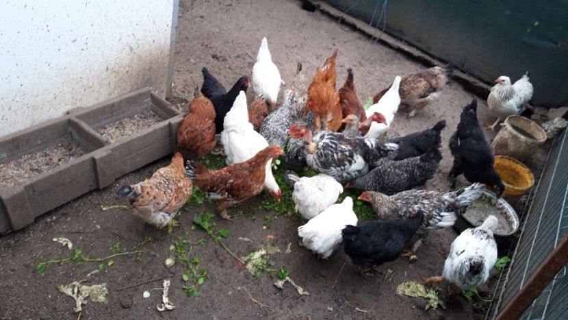  - Animalele din curtea mea 2019