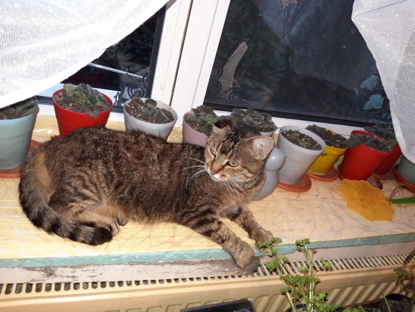  - Animalele din curtea mea 2019